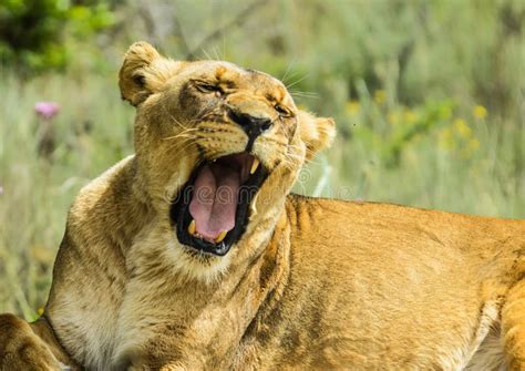 Lioness roaring stock image. Image of roar, tooth, yawn - 22525003