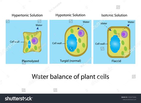 Hypotonic Plant Cell