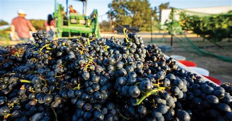 Texas wine grape growers expect quality vintage for 2023