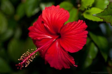 The Puerto Rican hibiscus is the floral symbol of the Island of Puerto Rico. Description from ...