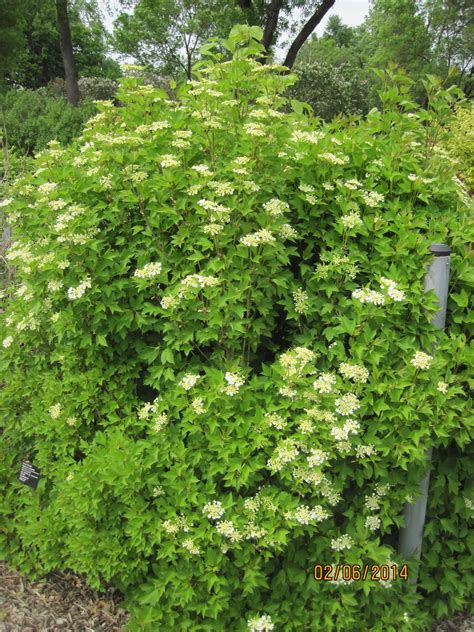 Image result for Viburnum trilobum 'Compactum' | Viburnum, Herbs, Image