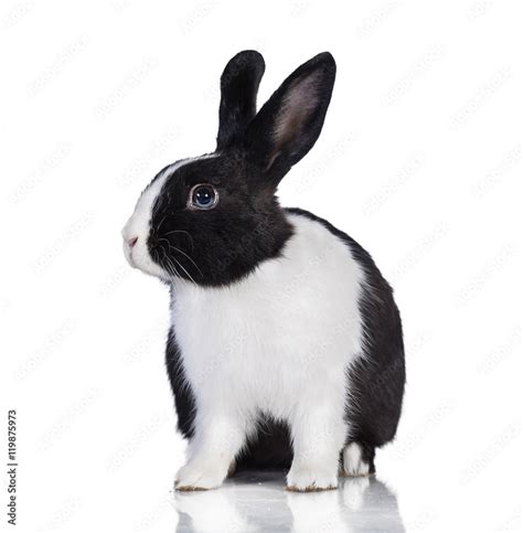 Black and white rabbit isolated on white Stock Photo | Adobe Stock