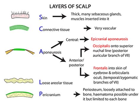 Instant Anatomy - Head and Neck - Areas/Organs - Scalp - Layers