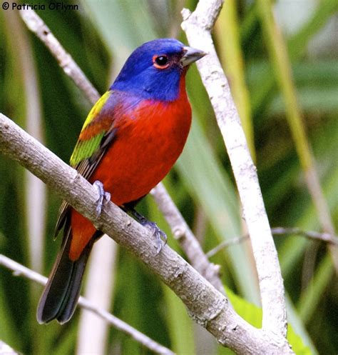 Beautiful Buntings | A Trish Out of Water