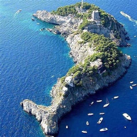 Dolphin Island Italy ️ : Pictures