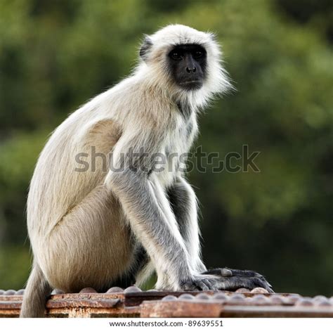 Indian Monkey Stock Photo 89639551 | Shutterstock