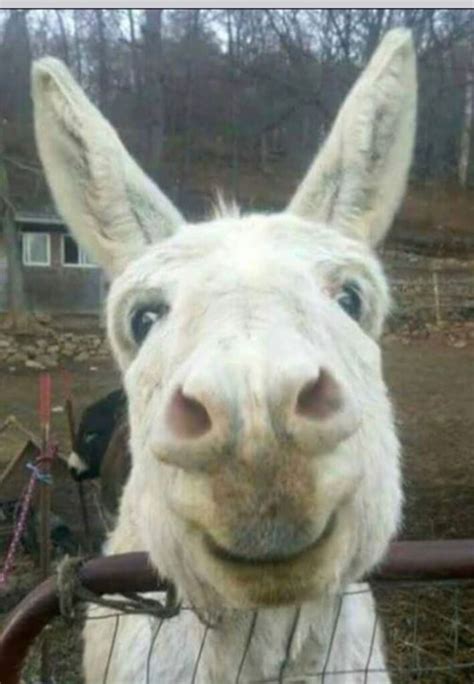 20 Adorable Donkeys That Will Make You Smile - Bouncy Mustard