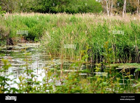 Stagnant water with algae hi-res stock photography and images - Alamy