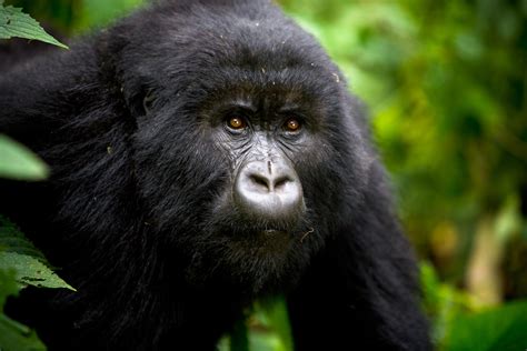 Virunga National Park - Safari Africa