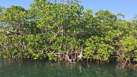 Belize Shows How Healthy Mangroves Can Help Countries Mitigate, Adapt to Climate Change | The ...