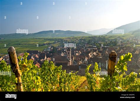 Riquewihr vineyards & village autumnal colour in the Schoenenbourg vineyards above the medieval ...