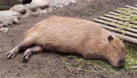 Sleeping Capy | Capybara, Animals of the world, Animals