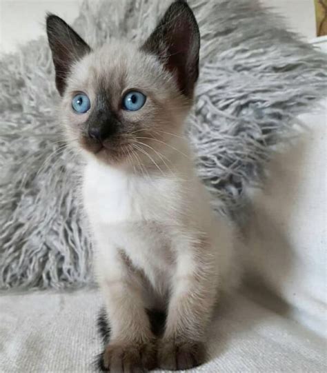 Siamese Kittens for sale - Siamese Cat for sale | A Siamese Cat