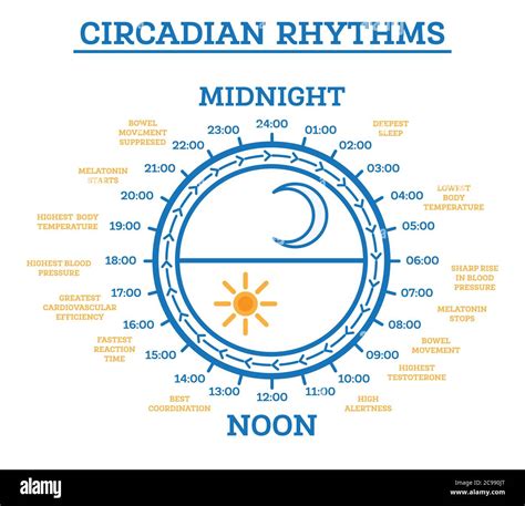 Circadian Rhythm. Vector Illustration. Scheme of Sleep Wake Cycle. Infographic Elements ...