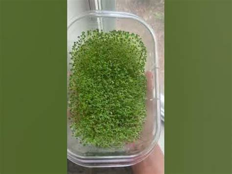 Sprouting Chia Seeds - YouTube