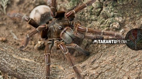 Giant tarantula from Guyana found in Brazil for the first time - YouTube