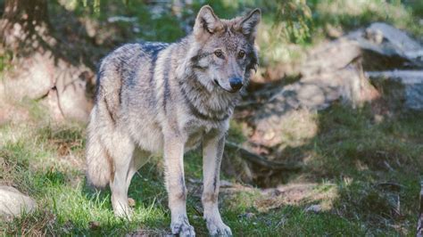 5 Facts About Grey Wolves - SunnyScope