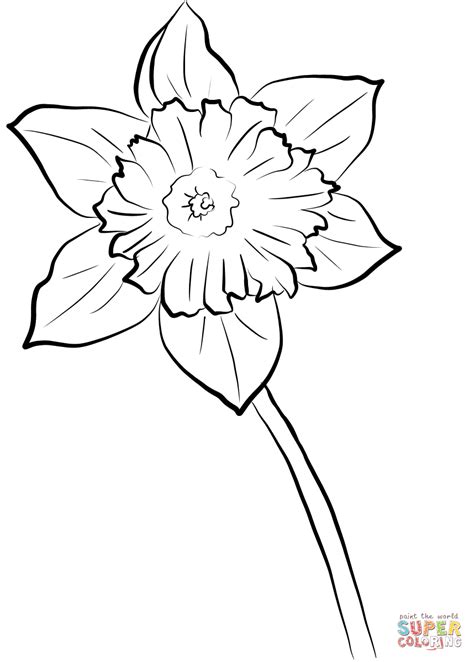 Yellow Daffodil coloring page | Free Printable Coloring Pages