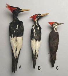 Ivory-Billed Woodpecker compared to Pileated Woodpecker. The Ivory-Billed woodpecker is extinct ...