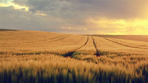 Dry Grass Field Under Cloudy Sky Nature, HD wallpaper | Peakpx