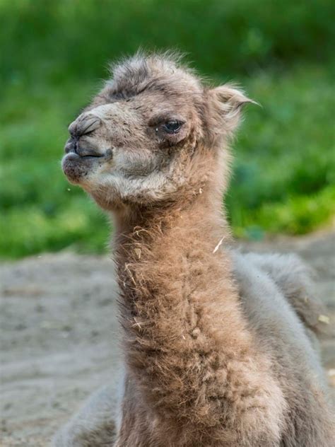 Bactrian Camel Born at the Milwaukee County Zoo - Milwaukee County Zoo