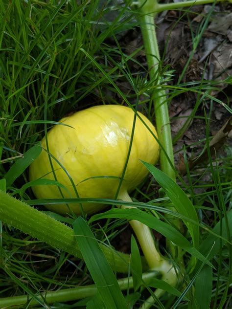 Cucurbita maxima (Autumn Squash, Buttercup Squash, Hubbard Squash ...