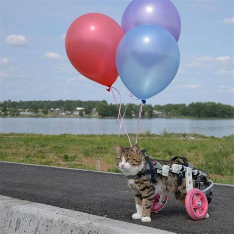 Rexie is a Disabled Cat Who Lives Life to the Fullest | Cats of ...