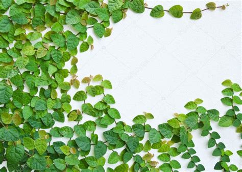 The Green Creeper Plant on the wall for background. — Stock Photo © satit_srihin #32629513