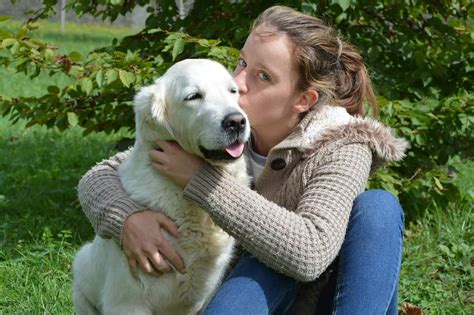 Golden Retrievers As Service Dogs (Training, Facts & Myths) – Golden Hearts