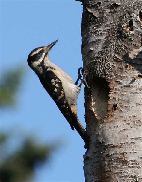 Free picture: hairy, woodpecker, bird, picoides villosus