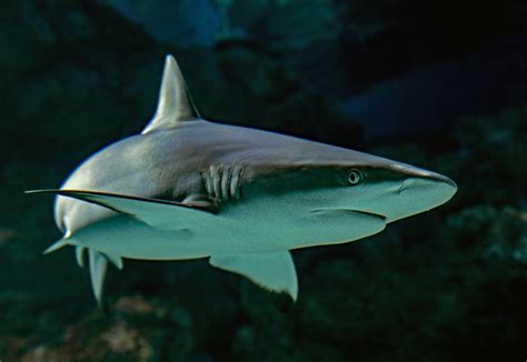 Shark Cartilage: Uses and Possible Health Benefits | HubPages