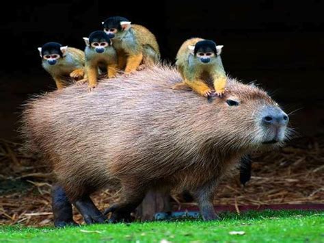 Capybara Wallpapers - Wallpaper Cave