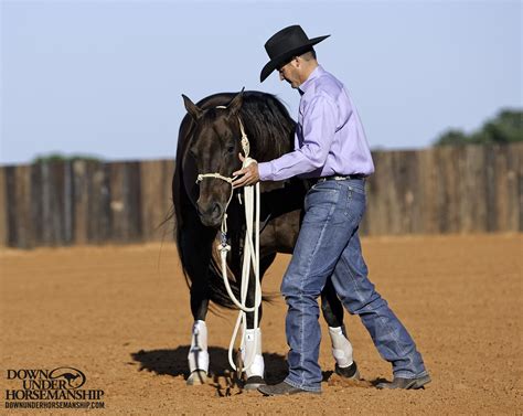 Groundwork Exercise #6: Touch & Rub - Forequarters Goal: To be able to yield the horse’s front ...