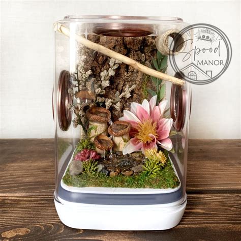 Spood Manor | Jumping spider, Spider, Terrarium for sale