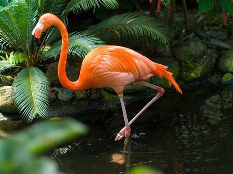 Top 320+ Best Names for Flamingos - PetPress