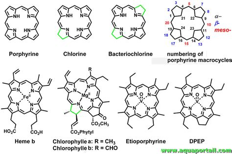 Porphyrine : définition et explications