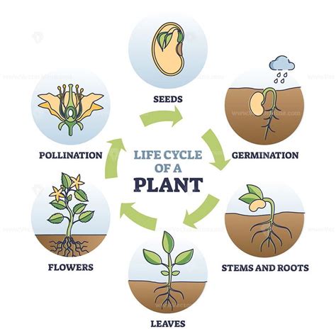 Life cycle of plant with seeds growth in biological labeled outline ...