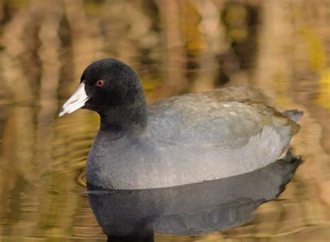 Wildlife Wonders: Exploring the Diverse Animals of Minnesota - Life In ...