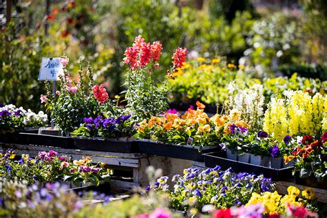 Annuals, Perennials & Ground Covers - Alladin Nursery