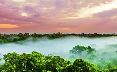 sunset over the trees in the brazilian rainforest of Amazonas – RALPH SMART – INFINITE WATERS ...