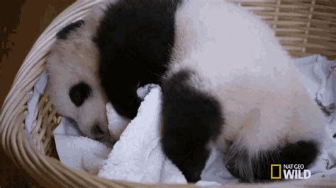 Sleepy Sleepy Sleepy Pandas GIF - Sleepy Sleepy Sleepy Pandas Tired - Discover & Share GIFs