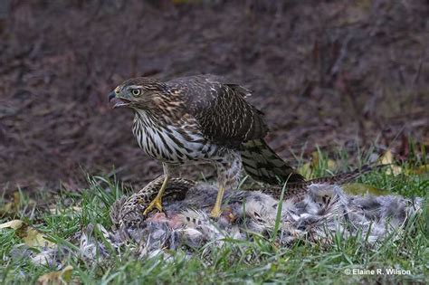 What Do Hawks Eat? Diet & Hunting Styles Explained