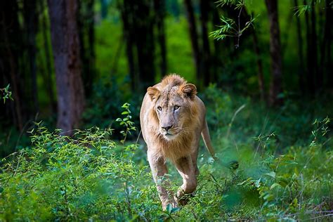 Where Do Asiatic Lions Live In The Wild? - WorldAtlas