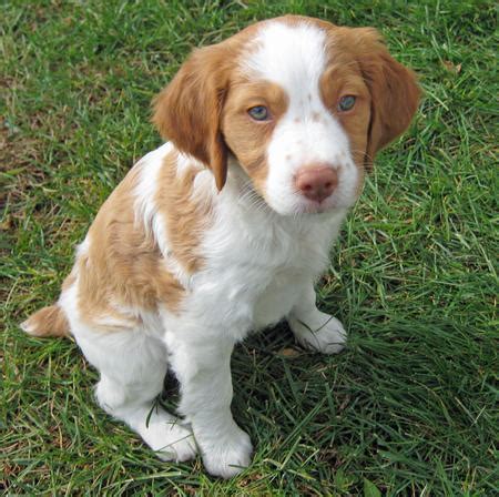 Brittany Spaniel - Springer Spaniels Photo (32338221) - Fanpop