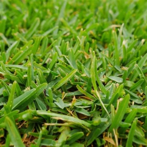 Australian Grass Types: Identify & Choose The Right One | Guide by ...