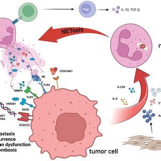 The crucial role of NETs in cancer biology. NETs, a net-like structure ...