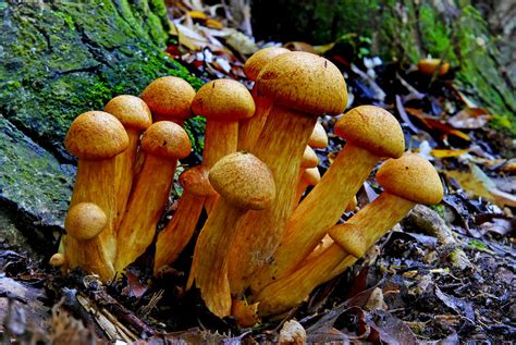 Gymnopilus junonius. | Gymnopilus junonius is a species of m… | Flickr