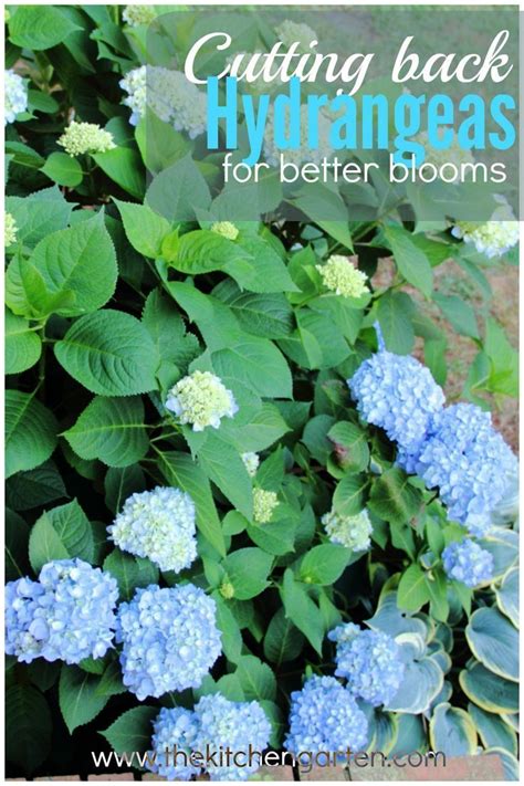 How to Prune Hydrangeas for Bigger Blooms | Growing hydrangeas, Pruning ...