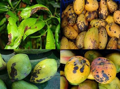 Compendium of Diseases: Mango - HubPages