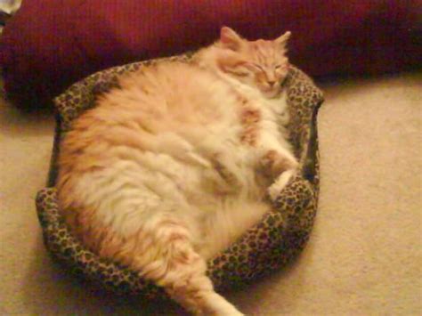 Fat Cat - The Best Health